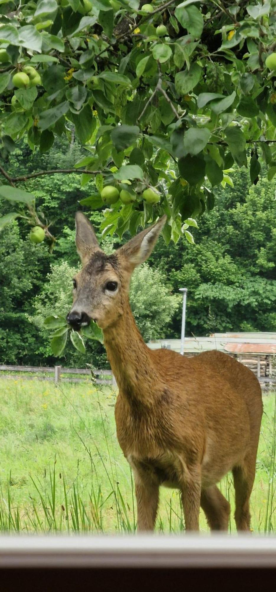 Ferienwohnung Springl Schönau am Königssee Zewnętrze zdjęcie